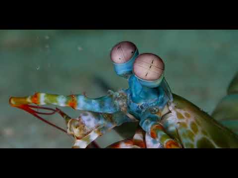 25 Mantis Shrimp F - scuba diving video