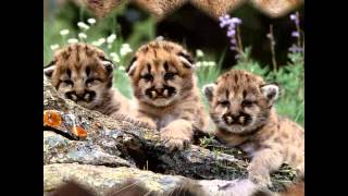 Jimmy Buffett - Wonderin&#39; Where The Lions Are.wmv