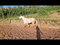 Hongre lusitanien 3 ans OC