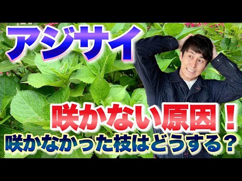 雨の中のアジサイ 枯れ葉 おいしい食べ物の分解