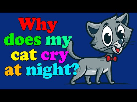 Why Do Cats Cry At Night?