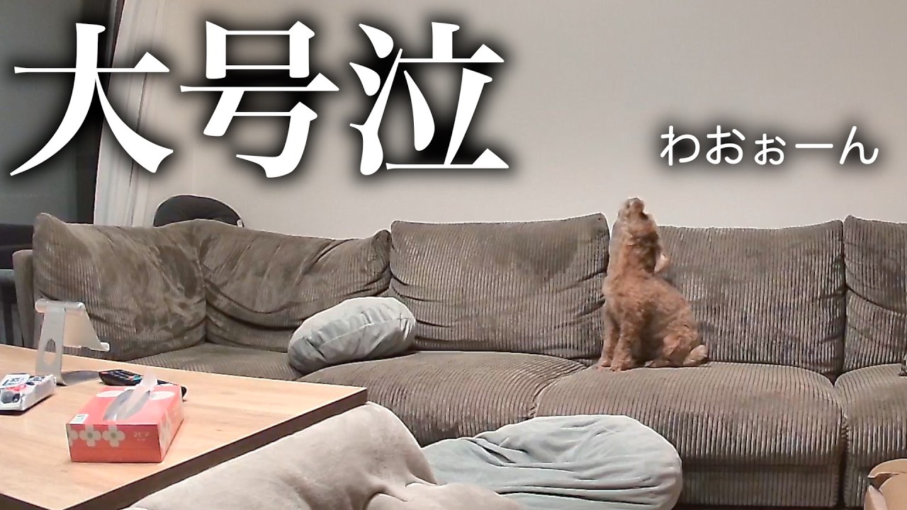 寂しくて遠吠えが止まらなくなりました…