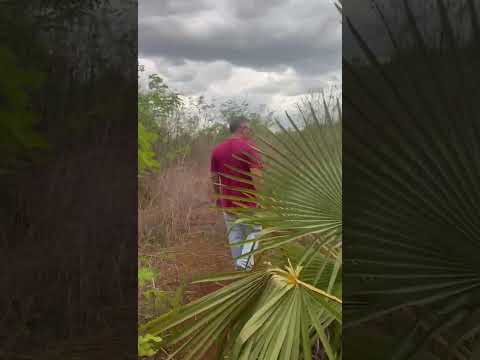 Visitando o novo terreno adquirido em Sigefredo Pacheco PI.