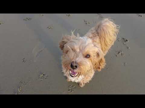 Urlaub in Schouwen-Duiveland mit Calypso