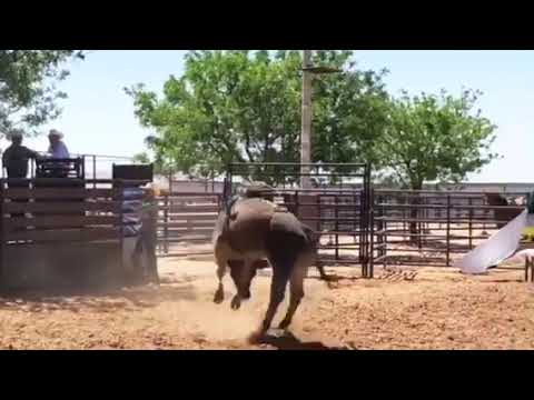 Smooth Gangster American heritage west Champion