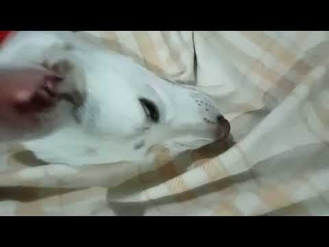 Sona v deo yar #dogs  #perros #hundeliebe #dogs  #dogsrule #dogsarefamily #dogsonadve