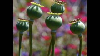 The Outsiders -  Monkey On Your Back