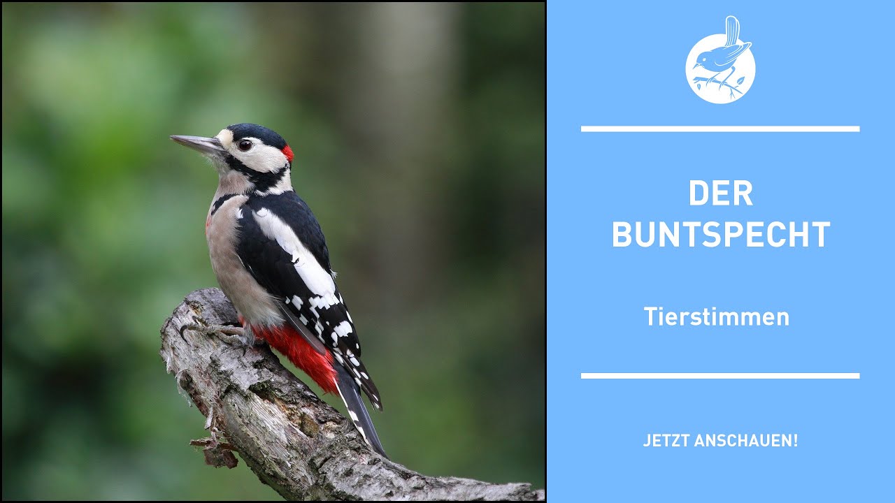 Vogelstimmen: Der Buntspecht - Great spotted woodpecker - Dendrocopos major pinetorum (4k)
