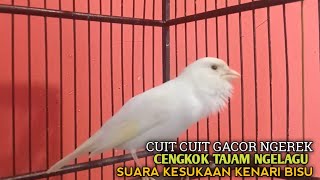 Download lagu kenari gacor panjang Cuit Cuit EMOSI, Pancingan Kenari Paud Belajar Bunyi, terapi AMPUH Kenari MACET mp3 Download lagu kenari gacor panjang Cuit Cuit EMOSI, Pancingan Kenari Paud Belajar Bunyi, terapi AMPUH Kenari MACET mp3