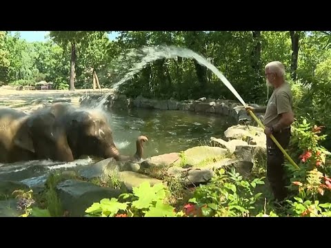 Video Thumbnail: As Europe bakes, Berlin Zoo’s elephants and bears cool off