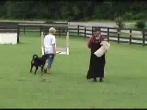 Iron Dog Schutzhund Club - Zari
