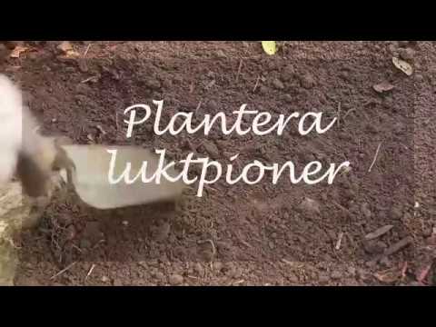 Plantera luktpioner