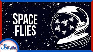 The Surprising Benefits of Space Flies