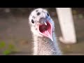 21 Days With A Baby Seagull Mew Gull Short Documentary Of A Seagull From Nestling To Fledgling
