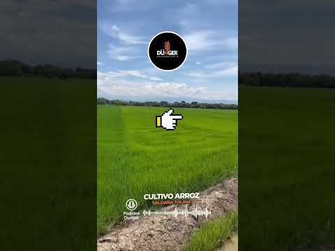 Cultivo de arroz en Saldaña Tolima con Dunger Colombia