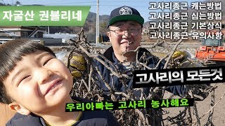 고사리재배방법 고사리재배전과정 종근심는방법 종근캐는방법 유의사항 잡초방제법 기본상식정보대방출합니다!!! /자…