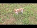 Beagle dogs for sale: Sam Queen Elizabeth Pocket Beagle - Video 1