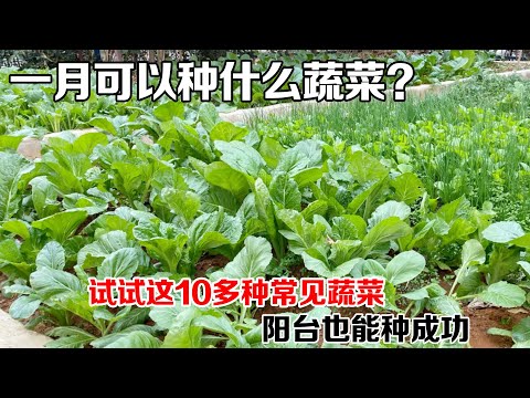 陽台可以種什麼