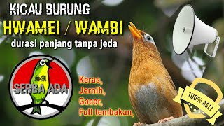 Download lagu MASTERAN PILIHAN - Kicau Burung Hwamei / Wambi | Keras, Jernih, full Tembakan, Durasi Panjang mp3 Download lagu MASTERAN PILIHAN - Kicau Burung Hwamei / Wambi | Keras, Jernih, full Tembakan, Durasi Panjang mp3