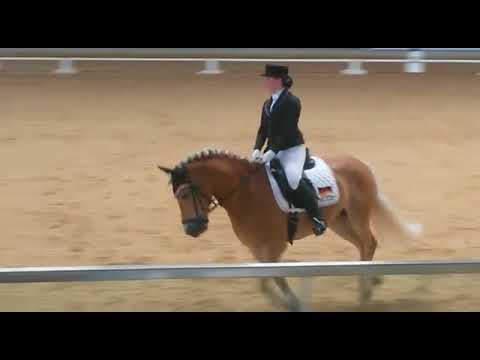 Haflinger Europachampionat 2018 FEI children individual competition test