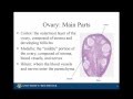 Histology of the Ovary