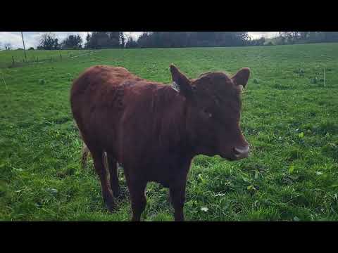 Saler Heifers - Image 2