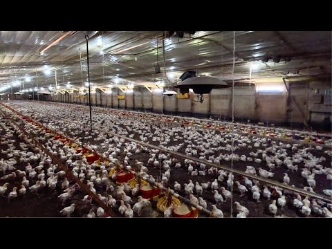 Raising Broiler Chickens: The Full 35-Day Journey | Part 1