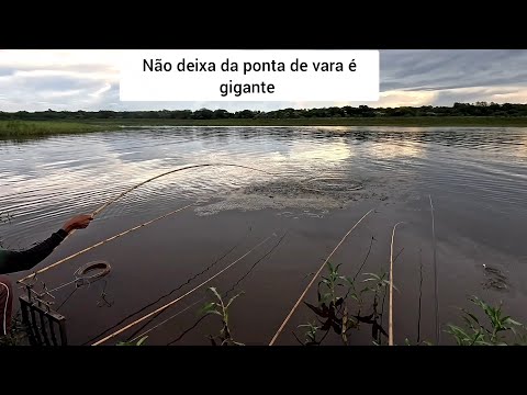 Pescaria de tilápias gigantes na prainha de Riolândia sp ..Rio grande 