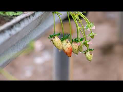 Karaoke Xin Lỗi Người Anh Yêu -