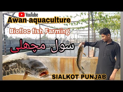 Sole fish farming in Pakistan & tilapia fish Farming in Pakistan || #awanaquaculture #youtubevideos
