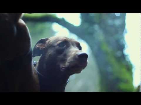 Flashguns - Passions of a Different Kind