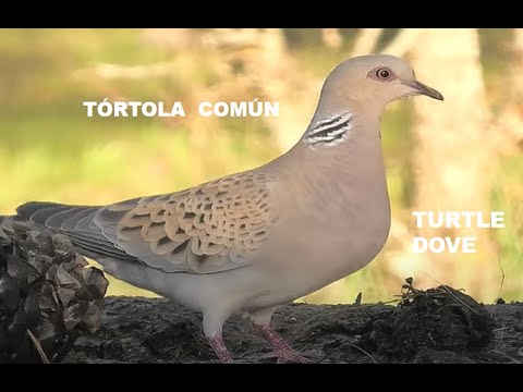 TÓRTOLA COMÚN | TURTLE DOVE | Streptopeli