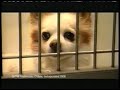 Pedigree We Re For Shelter Dogs 2006