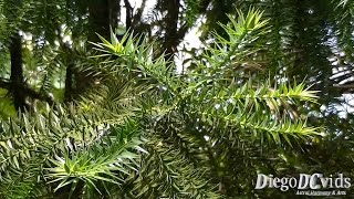 preview picture of video 'Araucaria angustifolia - Paraná pine - Brazilian pine (Pinales) Araucária'