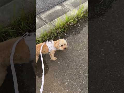 経営学科 飼い主を振り返りつつ元気に歩くトイプードル10ヶ月 #toypoodle #puppy #poodle #トイプードル