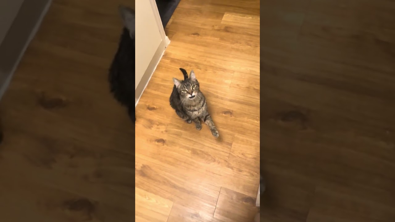 Enlarge Mosey, a Adoptable Domestic Short Hair in Austin, TX video 6/6