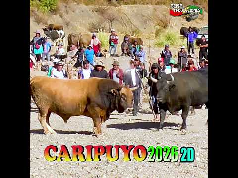 Toro Tinku de CARIPUYO 2026, 2Dia T7"Artillero-Chiri".  #almaproduccionesbolivia#tradiciones#shorts