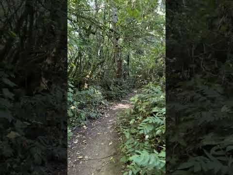 Stillness Moves | Forest trails in the PNW 🌲✨