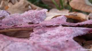 Sing With Your Eyes - Jon and Vangelis