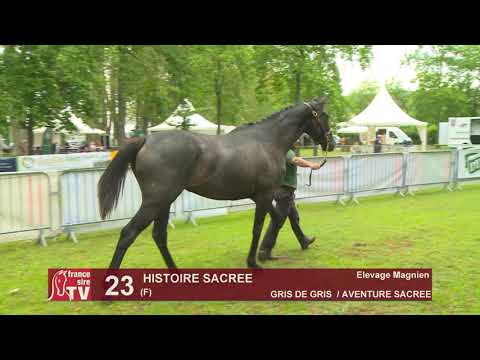 Sprinter Sacré Show 2019 : Lot 23 - HISTOIRE SACREE