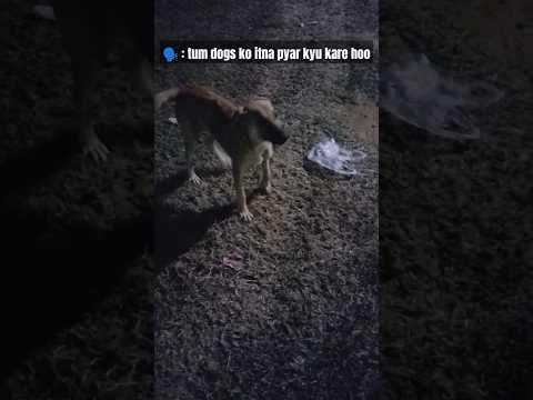 🐾paws 🐾 lover🫀 Street dog best dog ❤️‍🩹🐕#subscribe #srikesh#jai shree ram