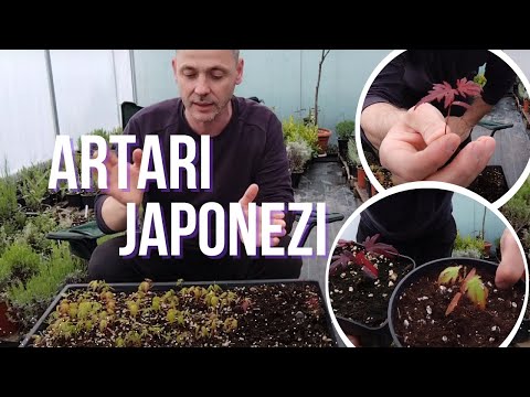 Semanarea semintelor de Artar Japonez!