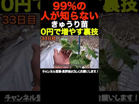 パレットを使ってキュウリを登らせる