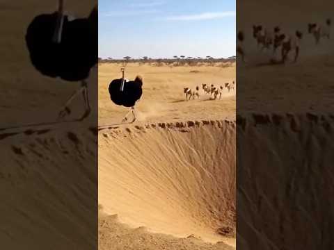 The Ostrich Escaped, the Hyenas Fell ダチョウは逃げた、ハイエナは落ちた