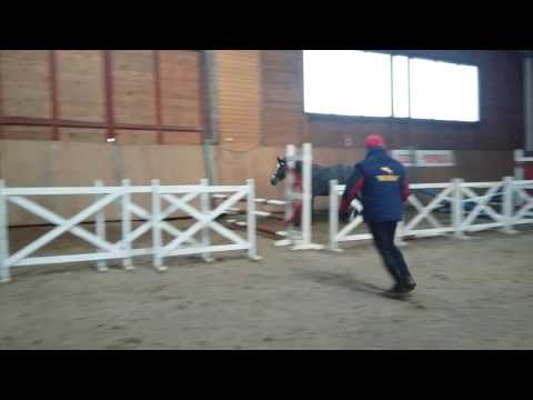 3 yo stallion by Cordess