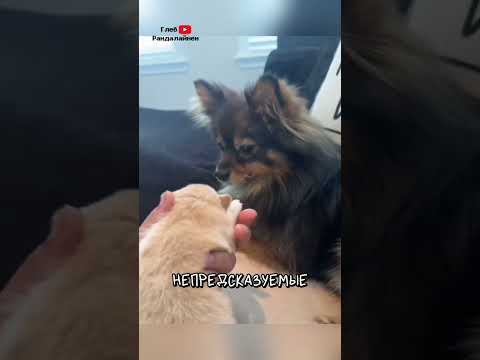 Почему Псы Отцы Боятся Своих Детенышей 😳