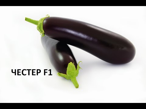 Кращий баклажан Честер F1 / Лучший баклажан Честер F1
