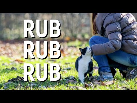 Why Cats Rub Their Bodies Against Everything