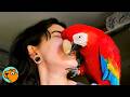 Saved Macaw Melts Into Lady S Arms After 2 Years Cuddle Buddies