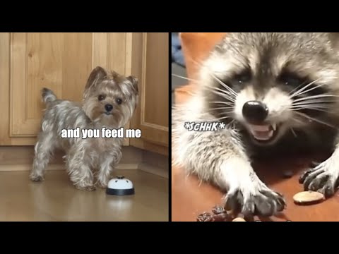 Funniest Animal Voiceovers (NEW) - Ep. 17